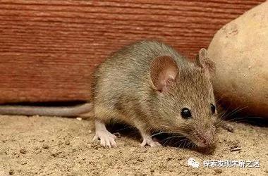 十大不能吃的野生蝙蝠,野生蝙蝠吃啥