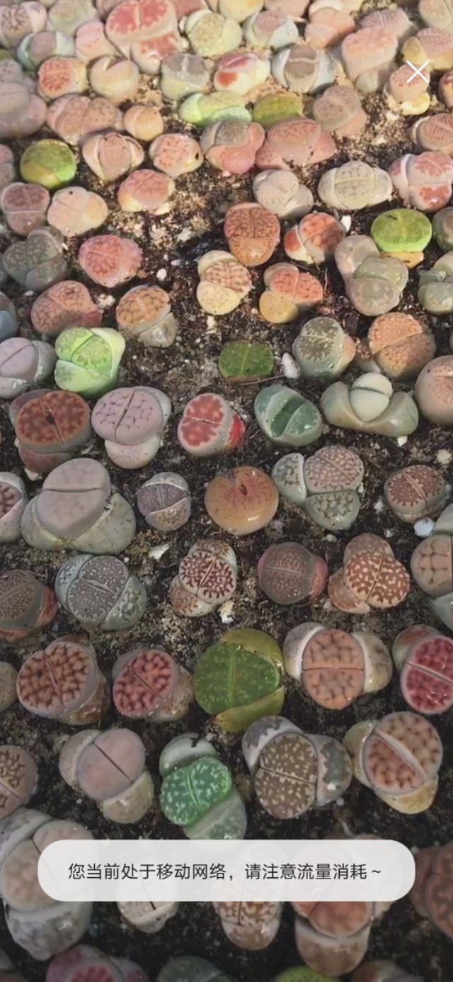 生石花网上购买靠谱吗,网购的生石花特别干巴怎么办