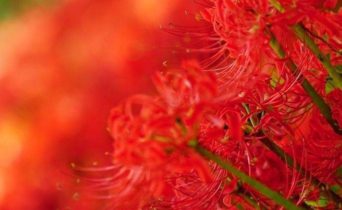 彼岸花开花不红,彼岸花开花不长叶