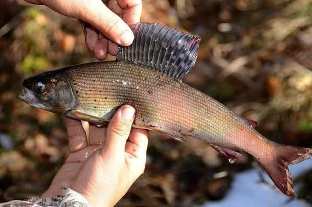 阿勒泰地区，追寻这种冷水溪流中的精灵“花翅子”现在已经禁钓