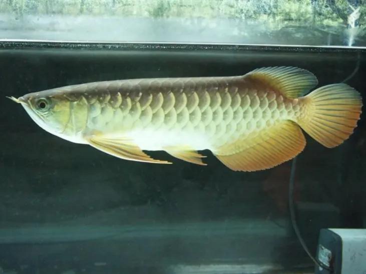 鱼缸清除水藻水浑浊了怎么办,鱼缸有藻鱼缸水浑浊