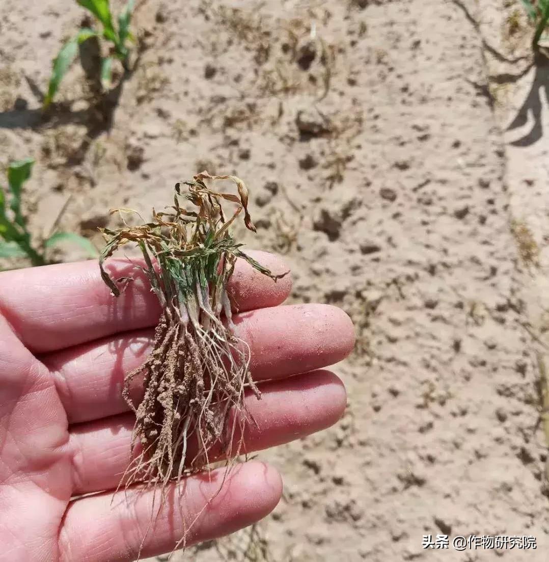 飞防高浓度,飞防7天效果