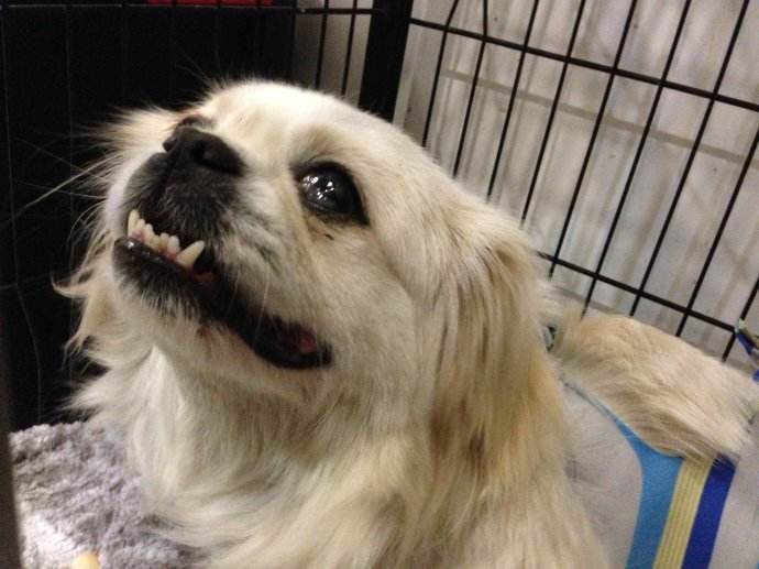 辟谣狗狗鼻子干就是生病,狗狗眼睛流泪可能是眼部疾病