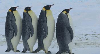 适合宝宝看的动物世界纪录片,十大儿童必看动物纪录片