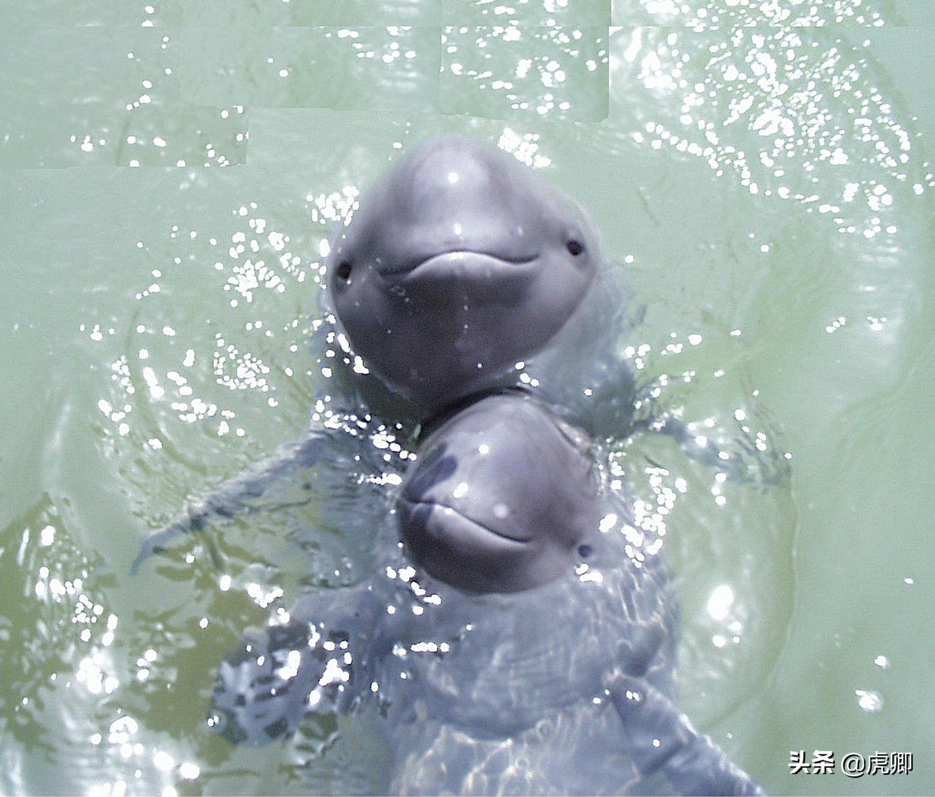 长江江豚死亡最新消息,今年长江江豚灭绝没