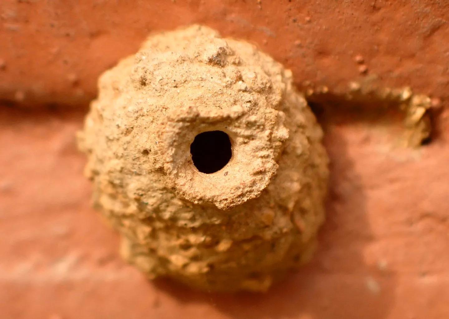 小美妈妈自然观察