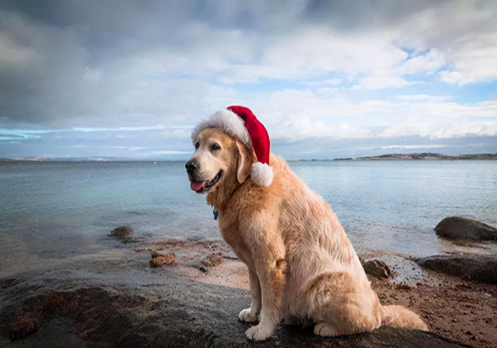 养狗知识狗狗脚趾炎的处理方法,狗狗受凉呕吐怎么办最快最有效