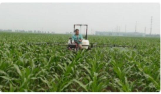 玉米矮花叶病是什么原因,玉米植株矮