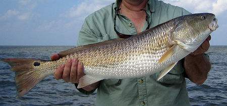 南澳岛海钓,南澳岛海钓全攻略