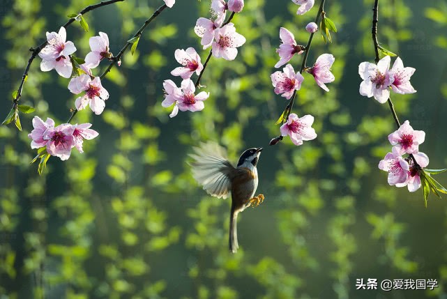 最美诗词七律咏春,十首最美咏春诗词