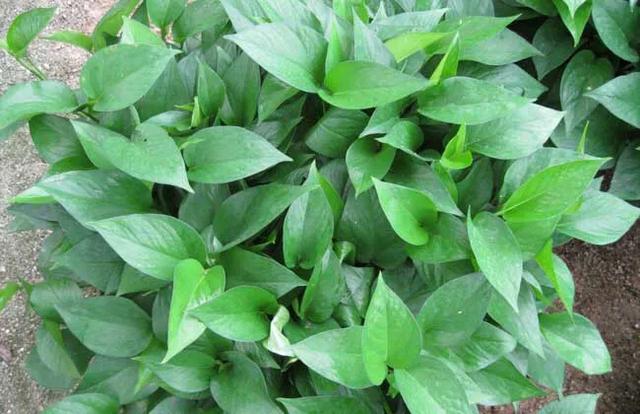 绿萝柱的养殖方法和注意事项,绿萝的养殖方法和注意事项汇总