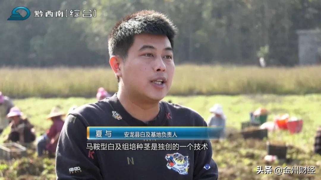 「财富故事」安龙：5000亩白及喜获丰收亩产达6000斤