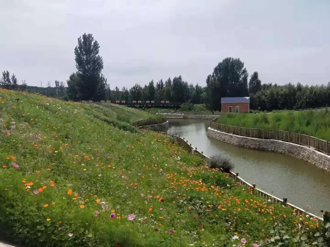 河北绝美自驾游,河北哪里的花海好看最美