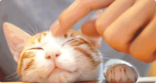 你属什么我属你,有属猫的生肖吗