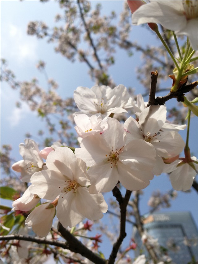 烟火气掩映下的昆山花园路