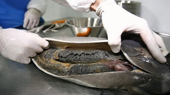 如何形容鱼子酱的昂贵,昂贵的鱼子酱一盒多少钱