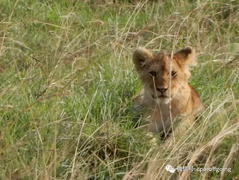 这个野奢的国度，欧美、日韩人都爱去，为何我们国家没人去？