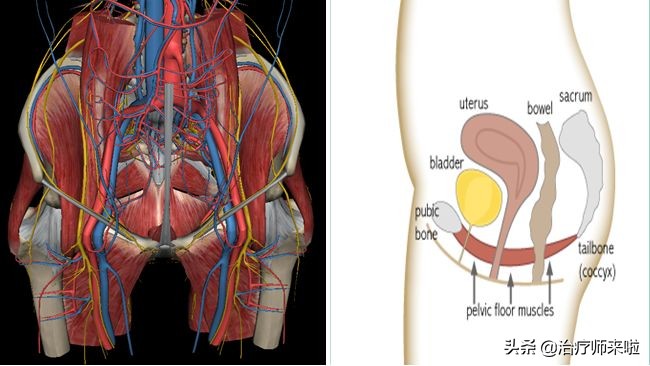 盆底功能障碍的康复——理论基础篇