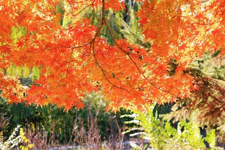 尼康入门单反,单反快速入门攻略