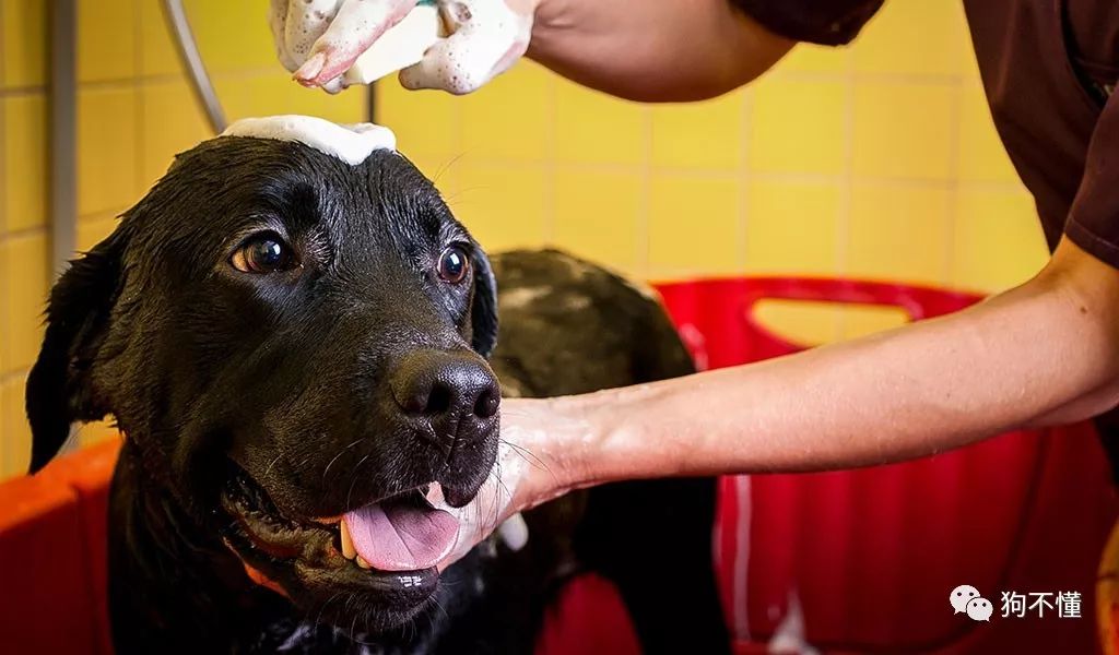 狗身上有白爪好不好,狗身上起白屑怎么治