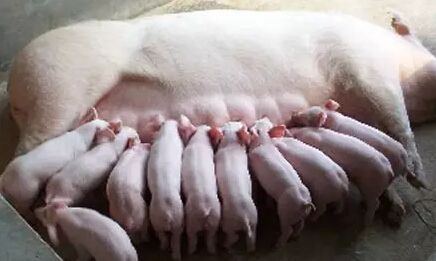 为啥母猪马上产仔了还没有奶水,母猪产后无乳喂什么下奶