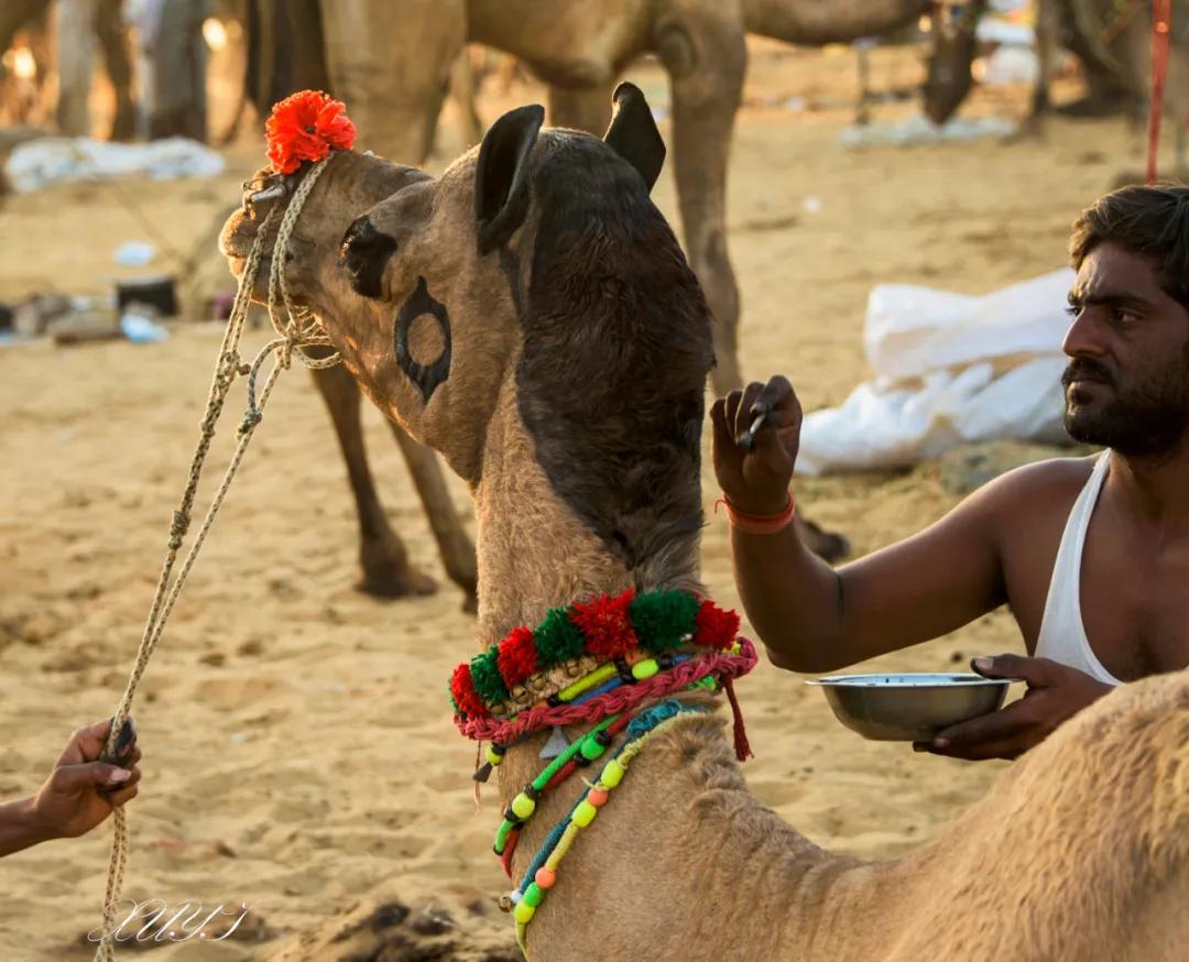津门网徐屹：印度骆驼节上的人们（上）
