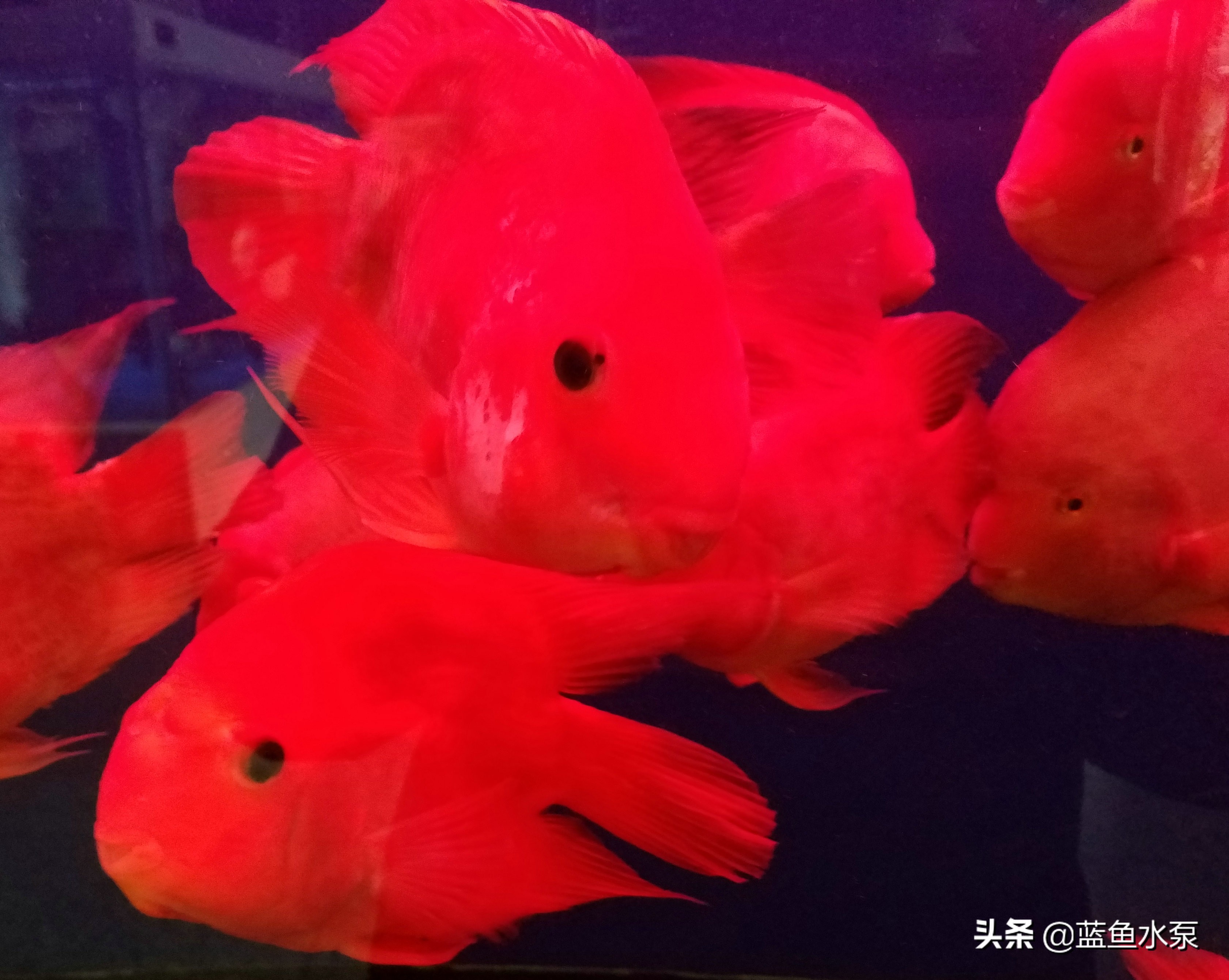 蓝鲨鹦鹉鱼饲养方法视频,饲养鹦鹉鱼要经常换水吗