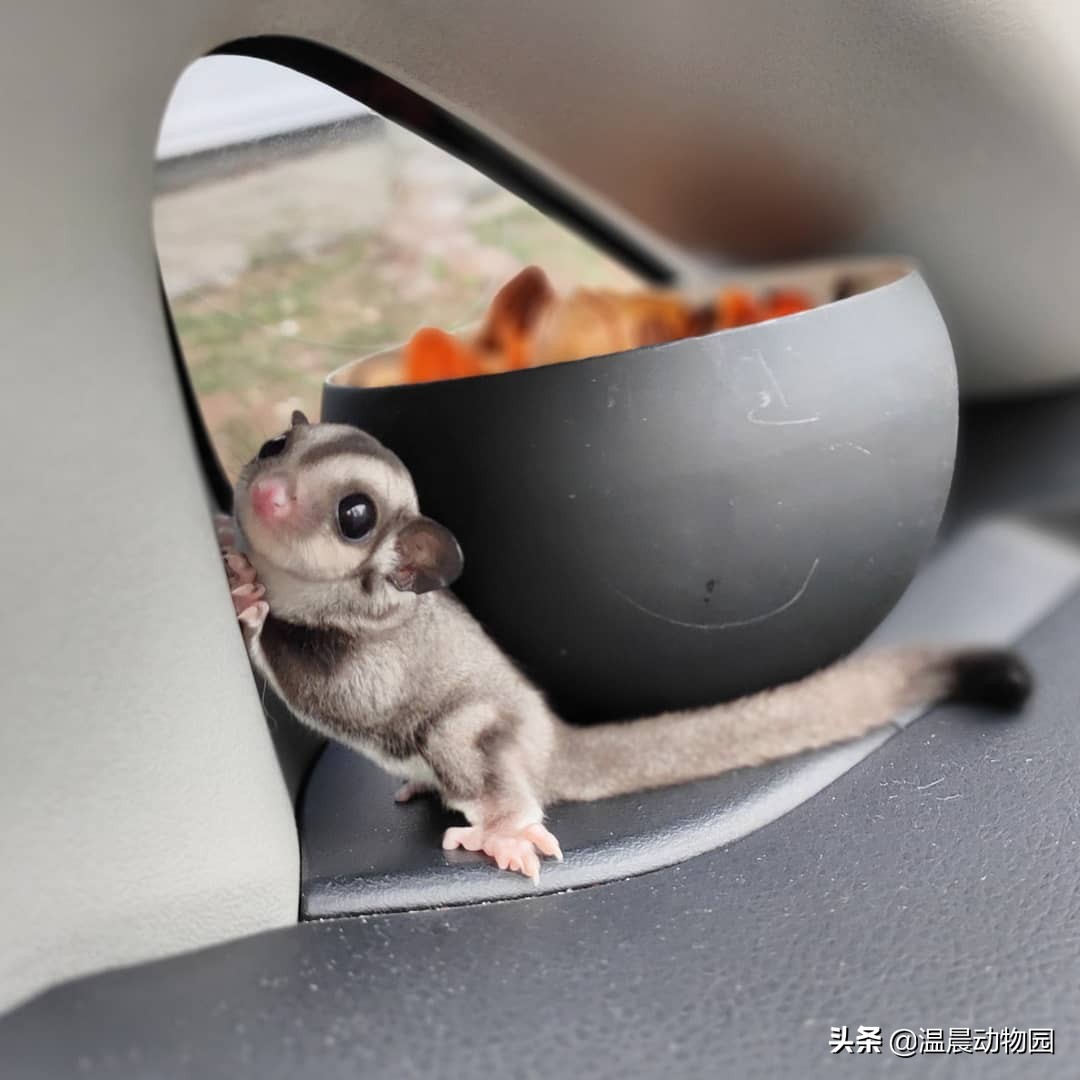 蜜袋鼯脏不脏,小蜜袋鼯可以洗澡吗