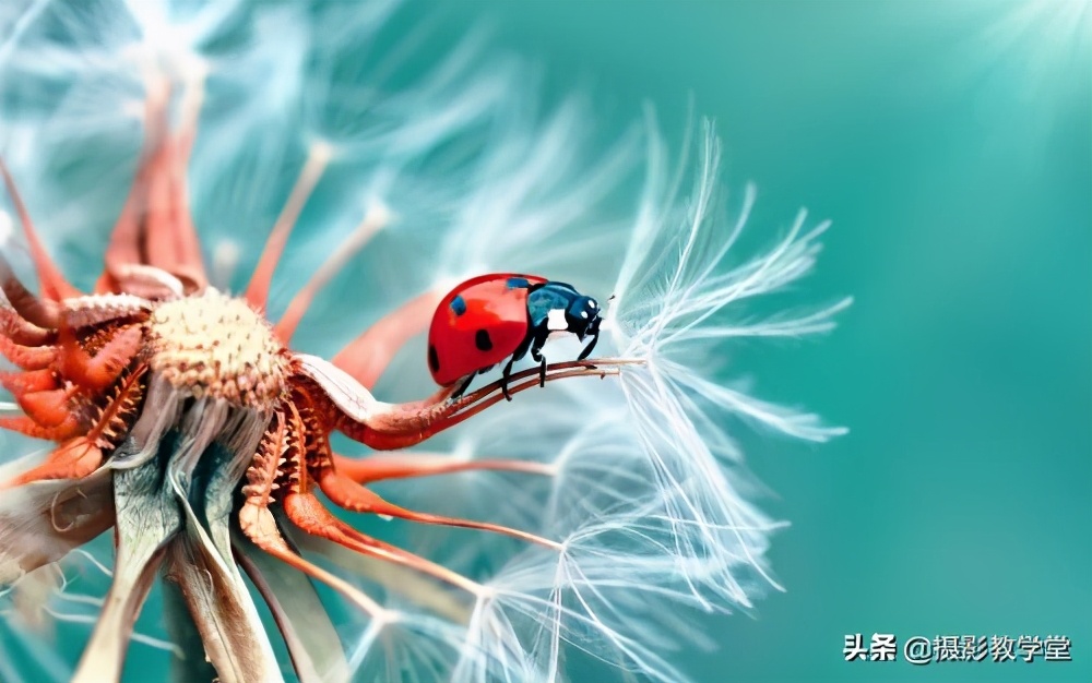 如何拍好微距摄影,摄影微距时怎么拍清全貌