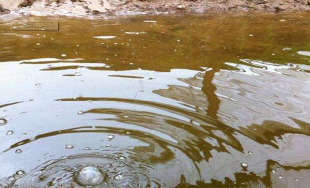 养虾硅藻水ph高吗,无藻养虾具体操作流程