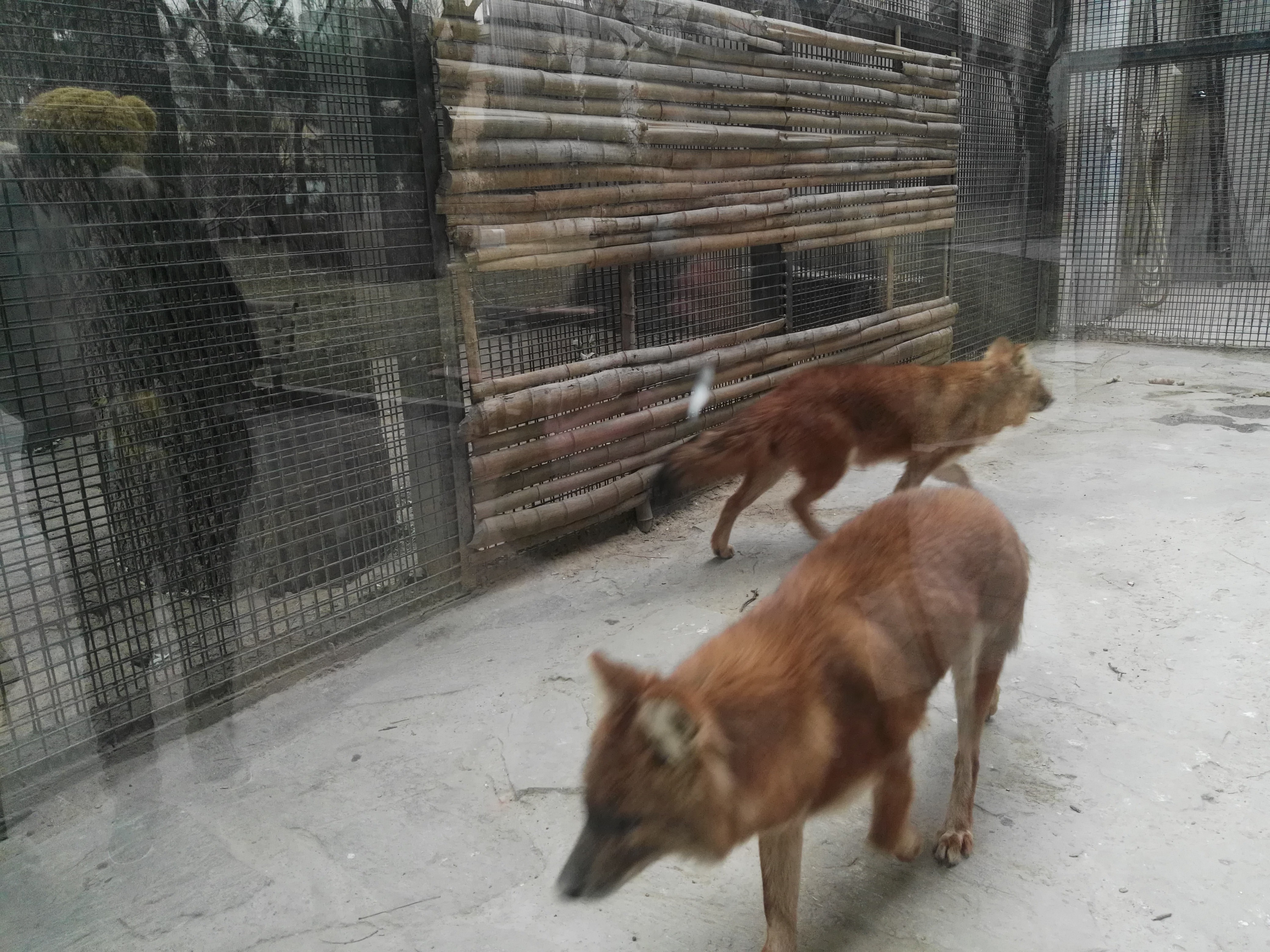 俗语说“豺狼虎豹”，三样本事让豺排到“四凶”第一名