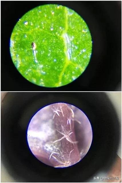 迷你高清便携显微镜对眼睛有害吗,日本口袋放大120倍显微镜