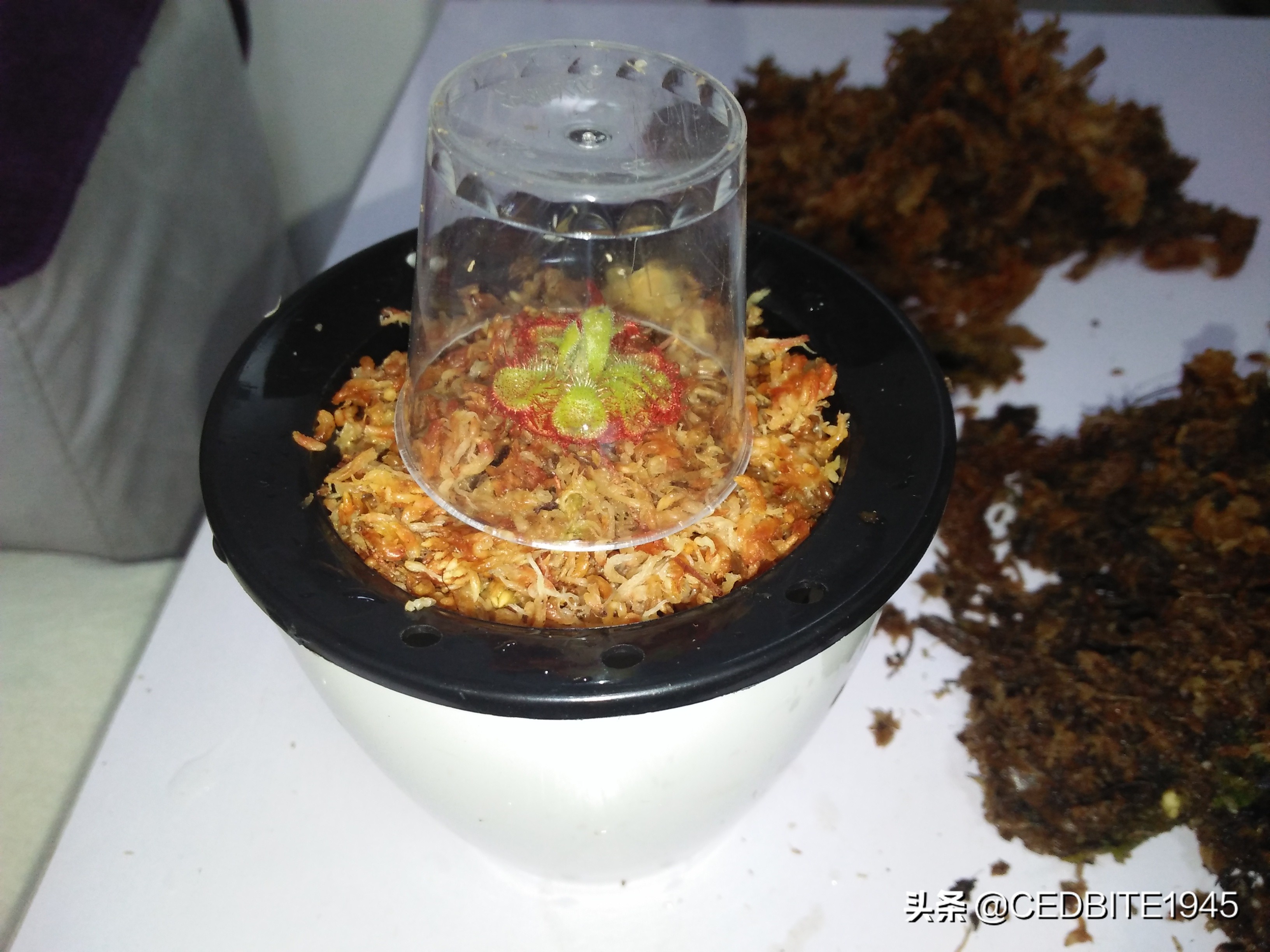 捕虫效率最高的食虫植物——茅膏菜种植攻略