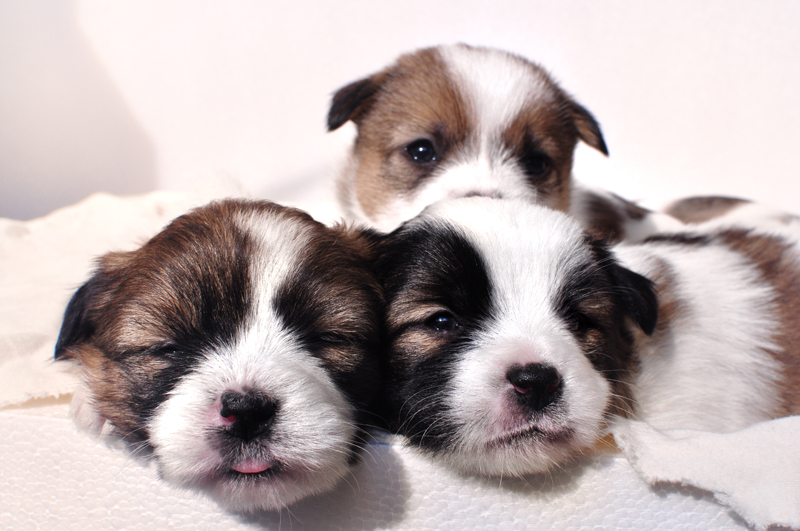 如何从一堆狗里面选中了你,一窝狗王怎么挑选