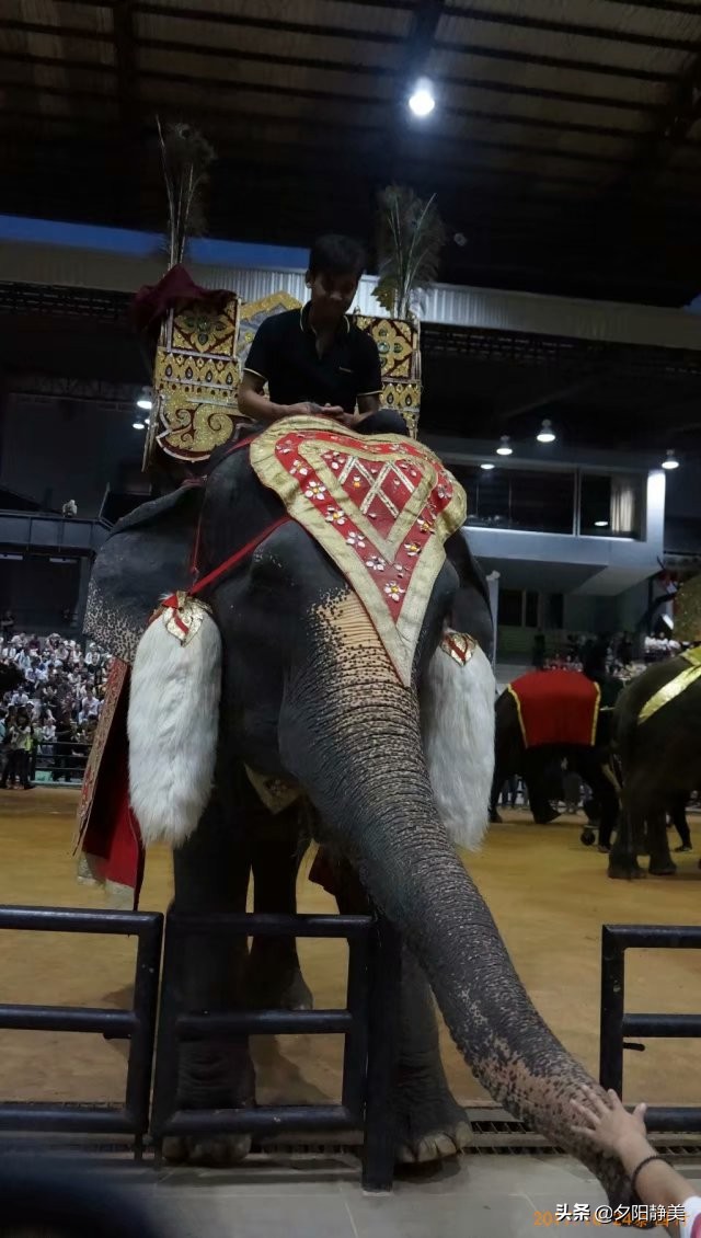 泰国芭提雅东芭乐园视频,芭提雅东芭乐园游玩攻略