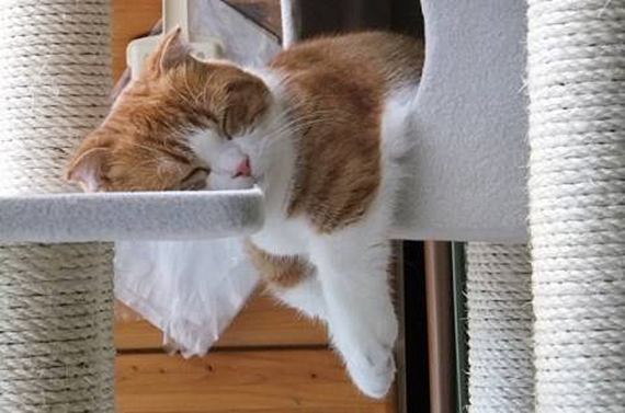 铲屎官必知判断猫咪生病的症状,人对猫咪过敏的症状