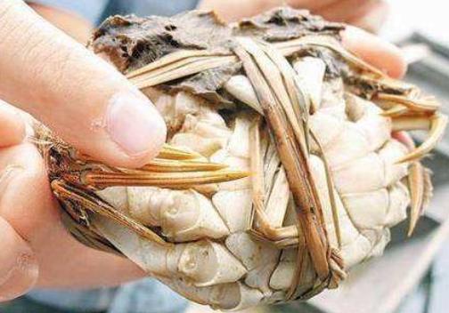 买各种螃蟹的技巧,挑选螃蟹肥瘦视频教程