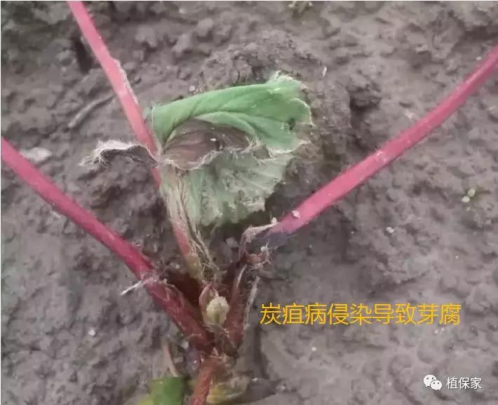 炭疽病怎么来的,炭疽病症状如何预防