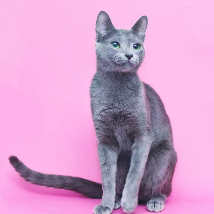 最适合新手养的五种猫咪颜值高,哪10种猫咪既便宜又好养排行榜