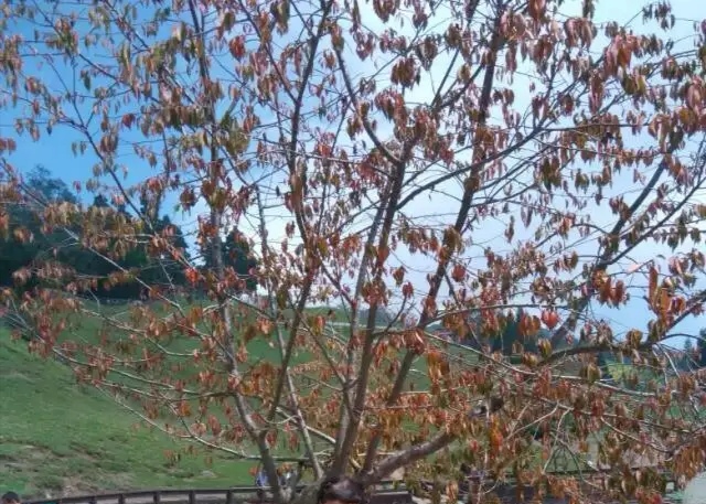 台湾农场冬天旅游攻略,台湾清境农场旅游