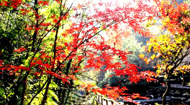 浙江有哪些有瀑布的旅游景点,浙江旅游景点推荐瀑布