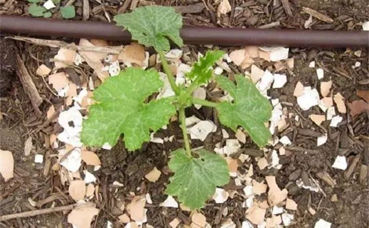 养花的虫害分类及防治,养花如何预防虫害视频教程