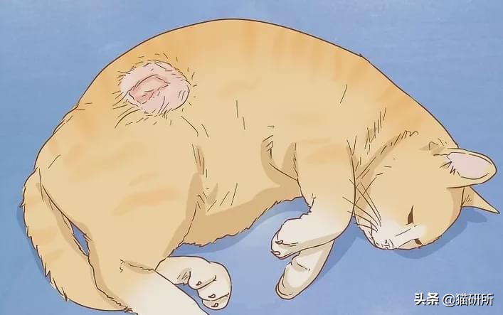 猫咪肚子圆鼓鼓，怎么区分是胖还是生病？