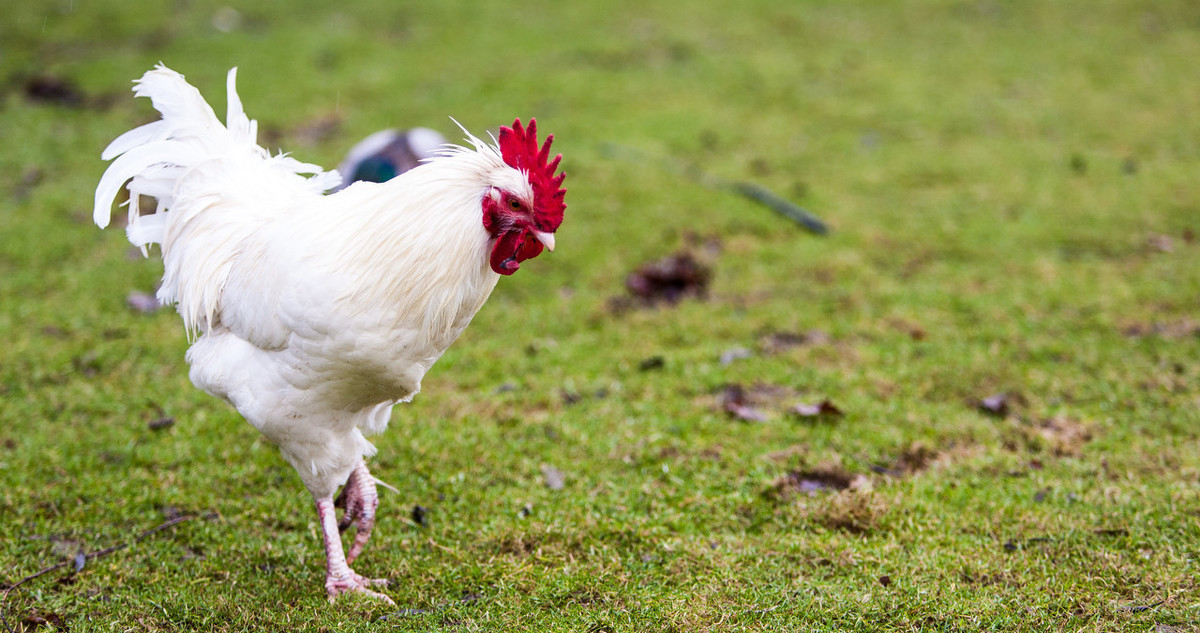 养鸡冷知识：大豆喂鸡有讲究，不小心就会要了鸡的命