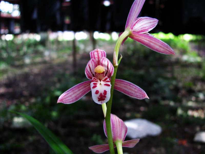 刚上盆兰花能用兰花专用营养液,兰花怎样上盆成活率高