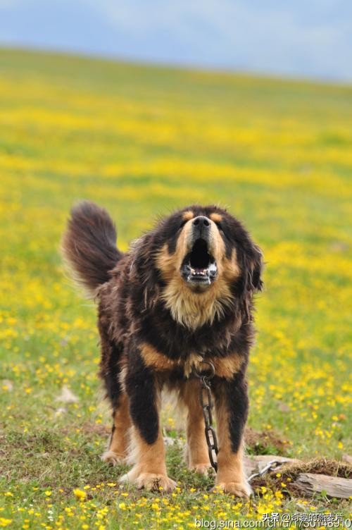 有种狗叫狼狗,小说有种猛犬叫九獒