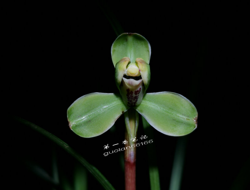 524:兰花的小草大草之说所牵引出的话题