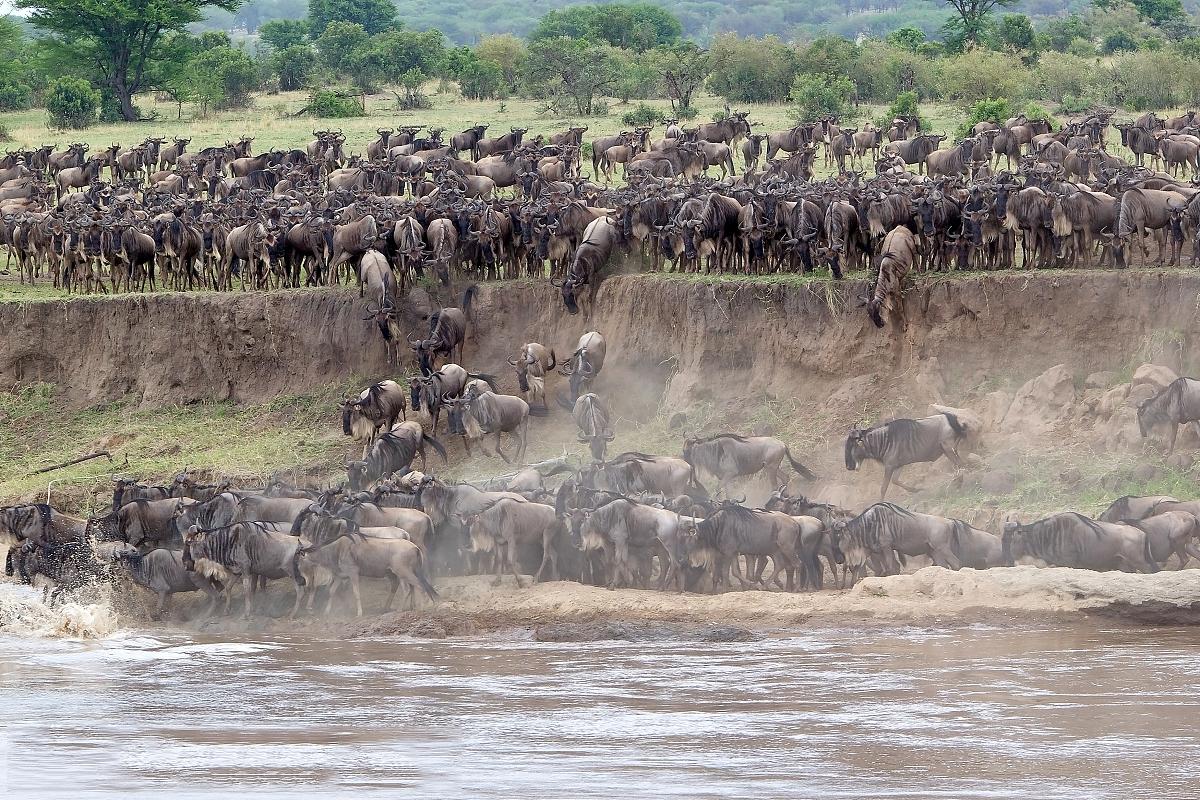 非洲牛科,物种繁多,来认识一下非洲大陆的各种羚羊吧