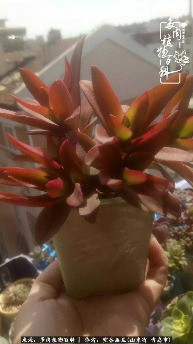 多肉最美的时光,多肉惊艳我的时光