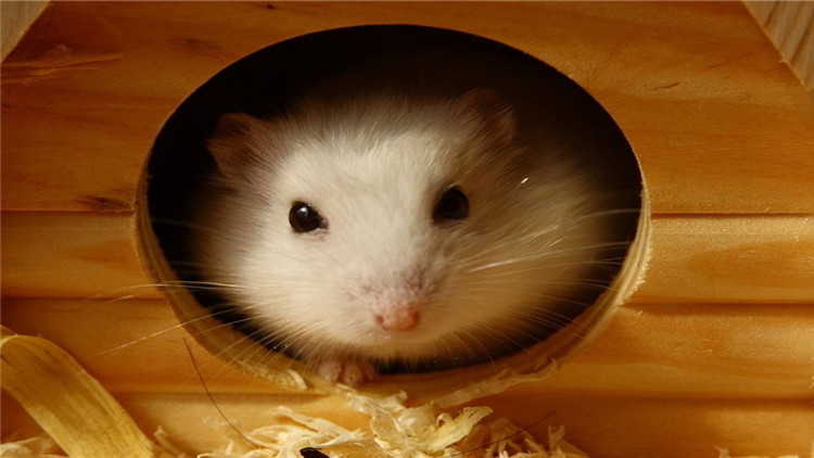 怎么样才能照顾好仓鼠,保护仓鼠眼睛的方法